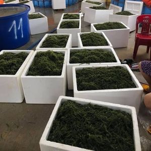Algues de mer séchées durables de haute qualité du Vietnam (Caulerpa Lentillifera) – Riche en nutriments – Vente en gros - Product Image 4