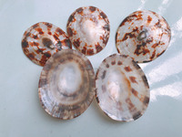 Concha de limpet ovalada de calidad de Vietnam para incrustaciones de joyería fina, fabricación de esferas de relojes de lujo con conchas de perla iridiscentes