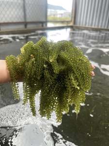 OFERTA ESPECIAL - Uvas de Mar Naturales Baratas al por Mayor, Algas Verdes Frescas de Primera Calidad, Uvas de Mar Exportadas de Vietnam - Product Image 6