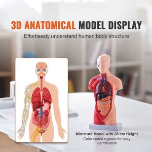 Modello Anatomico del Torso Umano da 11 Pollici, 15 Parti in PVC, con Organi Rimovibili, Strumento Educativo per l'Insegnamento dell'Anatomia - Product Image 2
