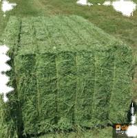 Los más vendidos Green Rhodes Grass Hay Pakistan High Protein Dry Animal Feed Caballos Cabras Empacado Exportación Qatar Bahrein Corea Cerdo - Product Image 4