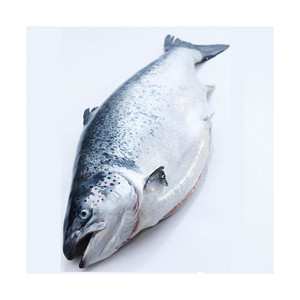 Frozen salmon belly for sale / V-shape Gutted Salmon Fish Head, Frozen Salmon Fish ,Frozen King Salmon Fish - Product Image 2