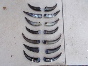Par de Cuernos de Búfalo Pulidos para Decoración de Pared, Diseño Art Deco, Grandes de 10 a 18 Pulgadas, para Bodas, Cumpleaños, Aniversarios - Product Image 1