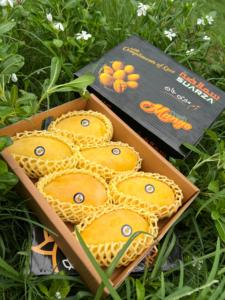 Mangues fraîches pour la vente en marché – Mangues fraîches, nettoyées et emballées, de qualité supérieure, choix tropical sain - Product Image 4