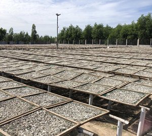 Anchoas secas a precio económico, suministro al por mayor de fábrica en Vietnam - Product Image 2