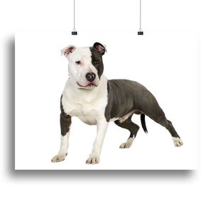 Impresión en lienzo o póster de American Staffordshire Terrier para comederos y bebederos para mascotas - Product Image 1