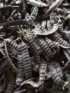 HIGH GRADE Honey Locust Dried Fructus Gleditschiae From Vietnam - Product Image 3