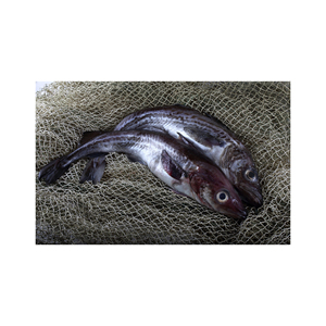 Filet de goberge d'Alaska congelé de qualité supérieure (Theragra Chalcogramma) – Emballage en gros pour la restauration mondiale - Product Image 5