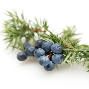 OEM Service Juniper Berries 2026 New Season Organic Natural Dried Bulk Wholesale Premium Quality Private Label Packaging - Product Image 6
