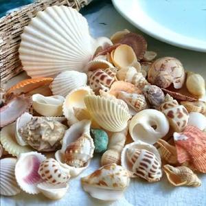 เปลือกหอยตกแต่งธรรมชาติหลากหลายชนิดสำหรับตกแต่งตู้ปลา งานฝีมือ DIY และจัดแต่งภาพถ่าย - Product Image 6