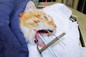 เครื่องมือถ่างปากสัตว์เลี้ยงสำหรับสุนัขและแมว ใช้ในงานผ่าตัดทางทันตกรรมสำหรับสัตว์ขนาดเล็ก - Product Image 4