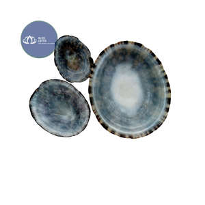 [VENTA EXITOSA] |   Escamas de Concha de Limpet Azul Trituradas a Granel |   Material para arte en resina, decoración de posavasos de terrazo, Vietnam - Product Image 1