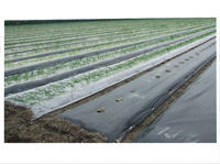 ผ้าคลุมสวนกันรังสียูวีสำหรับควบคุมวัชพืช ดอกไม้ และพืช ทำจากโพลีโพรพิลีน - Product Image 4