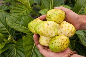 Fruits de Noni surgelés IQF du Vietnam, approvisionnement en vrac, fruits tropicaux - Product Image 4