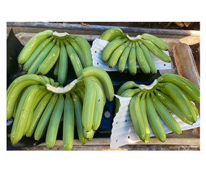 Fabrication de bananes vertes Cavendish fraîches avec 4 5 6 bouquet dans une boîte en carton/exportation de fruits frais du Vietnam - Product Image 3