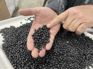 Haricots noirs biologiques de qualité supérieure en gros, haricots noirs séchés de type tortue pour la transformation alimentaire, approvisionnement en vrac pour l'exportation - Product Image 4