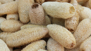 Natural <b>Loofah</b> Fiber Sponge High Obsortion Gentle Exfoliating Body Scrubber Tool Sustainable Eco-Friendly Bath Accessory - Product Image 2