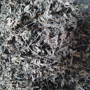 Premium HACCP Certified Fruity Dried Grass <b>Jelly</b> Leaves (Mesona Chinensis)-Low-Fat Bulk Bag Vietnam 100% Natural Rich - Product Image 4