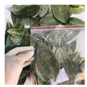 Organic Dried Soursop Leaves Herbal <b>Tea</b> Bulk Supply Premium Loose Leaf <b>Tea</b> - Product Image 3