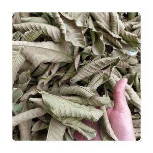 Feuilles de thé de goyave très demandées pour la préparation de boissons rafraîchissantes, le brassage de thé et la préparation d'extraits alimentaires commerciaux – Boîtes de transport - Product Image 1