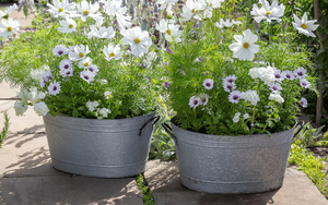 Modern Geometric Iron Powder Coated Durable Planter <b>Pots</b> for <b>Succulents</b> Cactus Indoor Plant Decoration - Product Image 6
