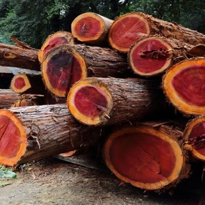 Troncos de Madera al por Mayor, Madera Senya de Alta Calidad, Troncos Redondos de Madera Dura de Teca - Product Image 3