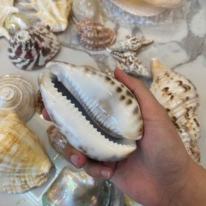 Conchas marinas naturales de Vietnam para una decoración elegante del hogar y accesorios únicos para exhibir y guardar joyas de 99 Gold Data Co. - Product Image 1