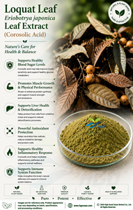 Suministro Directo de Fábrica HGO, Extracto Puro y Natural de Hoja de Nácaro/Hoja de Eriobotrya Japonica (Grado Alimenticio), Ácido Corosólico 1% 5% en Polvo - Product Image 3