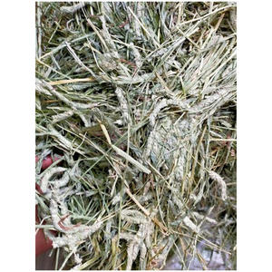 Heno de Timothy para Alimentación Animal, Heno de Pasto de Alta Demanda, Suministro al por Mayor a Nivel Mundial - Product Image 6