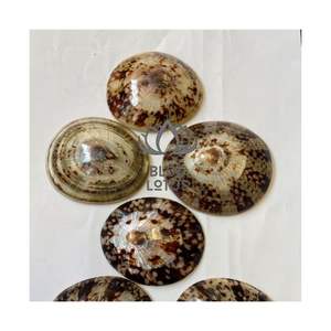 MÁS VENDIDO 2026 Conchas de Limpet para Decoración y Temáticas de Casas de Playa, Conchas Marinas Puras, Limpias, Seguras, Artículos Auténticos de Origen Tropical - Product Image 1