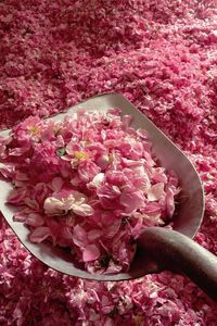 ALOURA OILS OUD ROSE Attar Oil - Source de chaleur infusée aux fleurs et à l'eau pour la parfumerie et l'aromathérapie Uttar Pradesh - Product Image 2