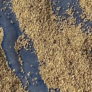 Granos de Café Arábica Espresso Indio Premium, 100% Puro, Grado 1, Paquete de 1 kg para Cafeterías, Restaurantes, Equipos Profesionales de Café - Product Image 1