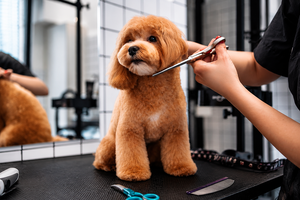 Ciseaux professionnels pour toilettage des animaux, pour couper les poils des animaux, ciseaux de toilettage pour une coupe lisse et facile, professionnels - Product Image 4