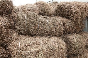 Gelée de Herbe Séchée Naturelle VietDelta pour Desserts, Soupes Sucrées, Rafraîchissante, Riche en Fibres, Faible en Calories, Export en Gros - Product Image 5