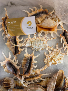 Handmade Seashell Craft Material Abalone Conch Shell Decoration Vietnam Factory Wholesale <b>Cheap</b> Price Articulate Harp Shells - Product Image 3