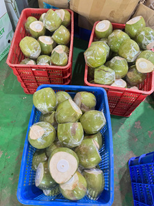 Pulpe de noix de coco jeune fraîche, fruit tropical sucré, pulpe blanche, qualité supérieure, approvisionnement en vrac du Vietnam pour la restauration et les boissons - Product Image 5