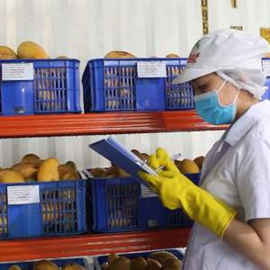 Agua de Coco Sin Azúcar con Puré de Mango, 320 ml, Marca Privada, Venta al Por Mayor, Muestra Gratuita, Fabricante de Vietnam - Product Image 3