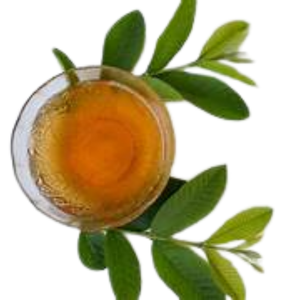 Meilleur Prix Feuilles de Goyavier Séchées Pures (Psidium Guajava) Matière Première Sac Sous Vide 1kg Origine Vietnam Export Vente en Gros Grossiste - Product Image 6