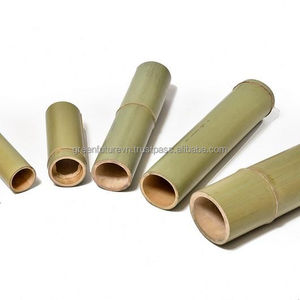 Varas de Bambú Tonkin Amarillo de Calidad de Exportación |   Estacas Resistentes para Construcción y Jardinería - Product Image 6