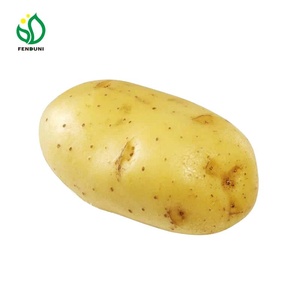 มันฝรั่งสดสีเหลืองเกรดพรีเมียม รูปทรงกลม น้ำหนัก 25 กก. บรรจุภัณฑ์แบบขายส่ง สำหรับทำอาหารและอบขนม ผลิตจากแทนซาเนีย - Product Image 6