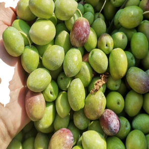 Olives vertes Kalamata de qualité supérieure, en gros, pour les professionnels de l'industrie alimentaire - Product Image 6