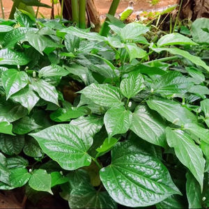 Fournisseur OEM de feuilles de Piper Lolot congelées pour les importateurs de détail et les distributeurs mondiaux - Product Image 5