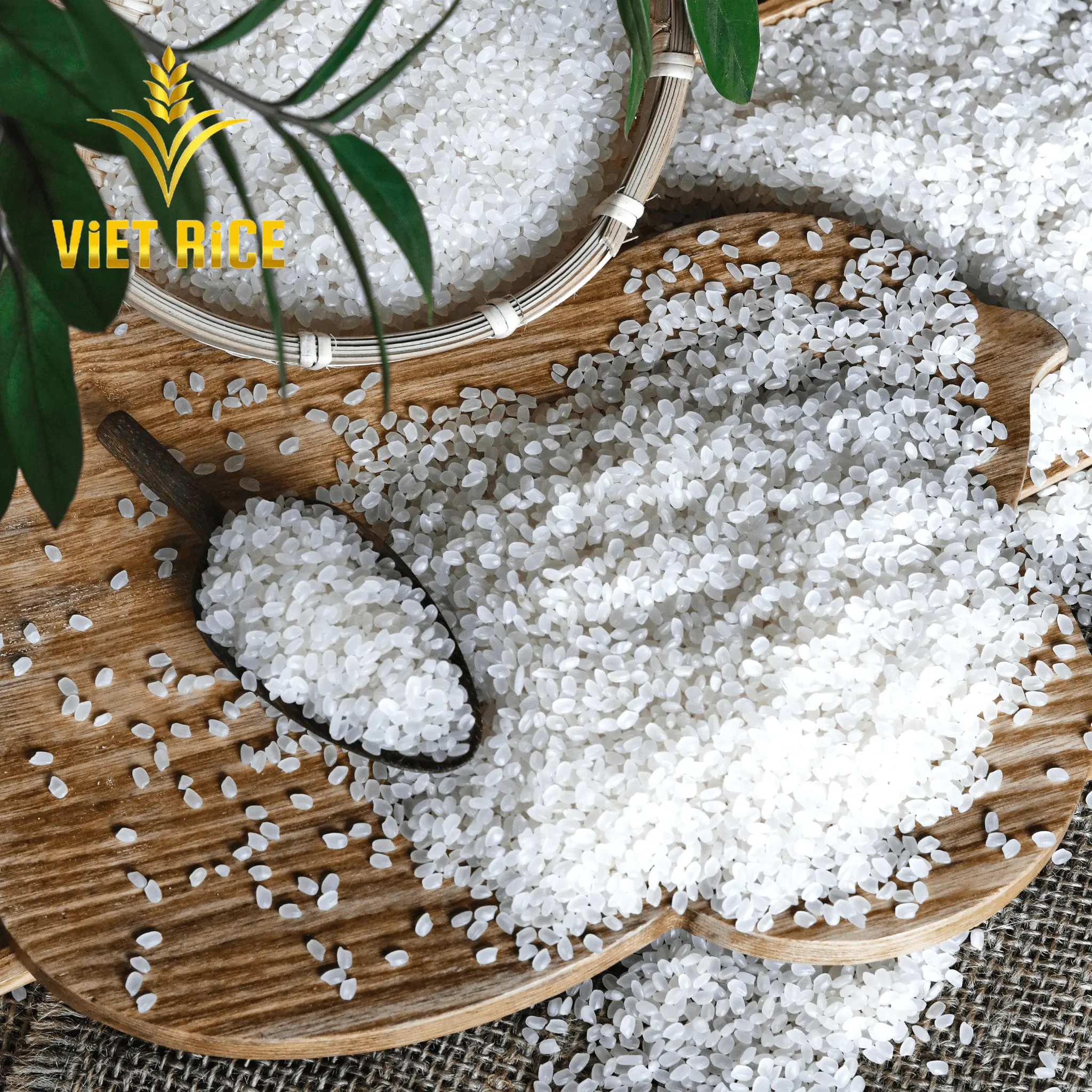 Japonica White 5% standar internasional berkualitas tinggi beras rusak dengan Cerfiticate ISO : 9001 dan sistem manufaktur canggih