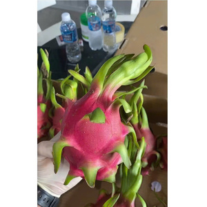Dragon <span class=keywords><strong>fruit</strong></span> blanc doux, saveur rafraîchissante standard, qualité export OEM, ODM, 100% naturel, frais - Product Image 1