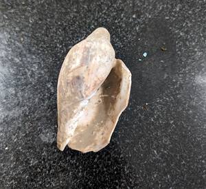 Conchas Marinas para Arte con Resina y Manualidades DIY - Product Image 6