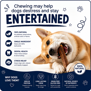 OEM ODM Natural Beef <b>Bully</b> <b>Sticks</b> for Dogs 6 Inch & 12 Inch Bone Support Dental Health Chew Treats Wholesale Private Label - Product Image 3