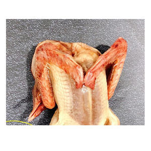 Pigeons congelés de haute qualité, prêts à l'exportation, viande de pigeon pour la vente au détail et l'industrie de la restauration - Product Image 3