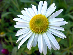 Fournisseur en vrac et grossiste d'huile de camomille égyptienne indienne à prix compétitif avec marque privée d'huile pressée à froid Huile de qualité supérieure - Product Image 3