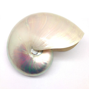 เปลือกหอยมุกสำหรับตกแต่งชายทะเลเปลือกหอยธรรมชาติจำนวนมาก - Product Image 3