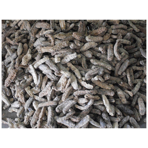 Pepino de Mar Seco del Reino Unido (Mariscos) de Alta Calidad a Buen Precio, Disponible Aquí para la Venta - Product Image 4